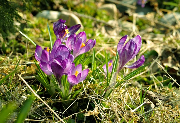Spring lilac crocuses. — Stock Photo, Image
