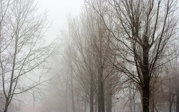 Niebla — Foto de Stock