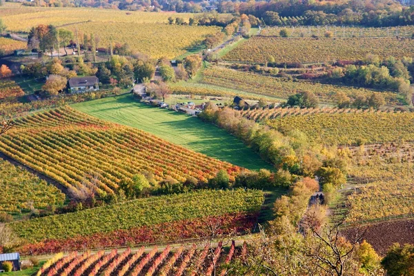 stock image Grapeyard