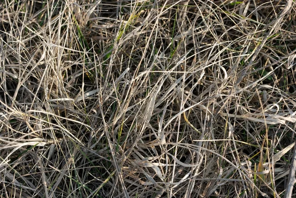 Suché trávy — Stock fotografie