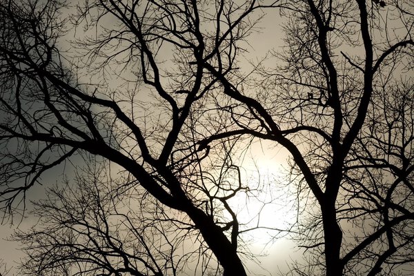 Bare tree branches against glowing sky