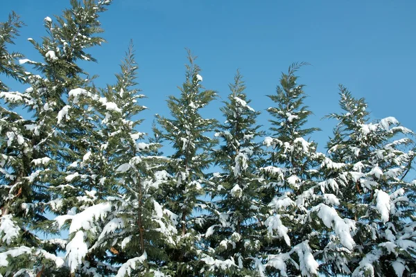 stock image Trees