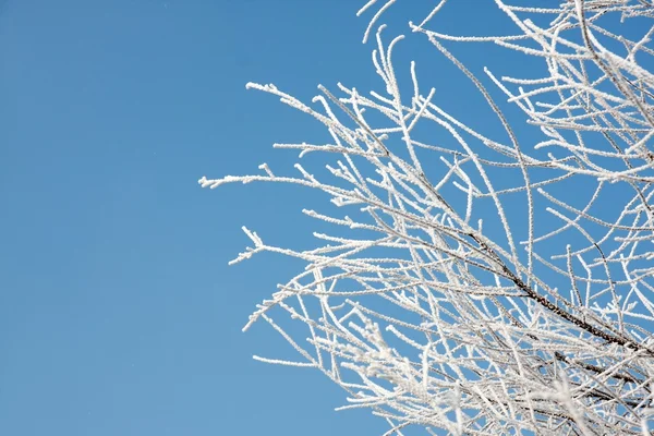 Gałęzie zimowe — Zdjęcie stockowe