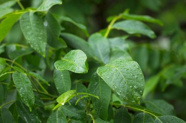 Leaves in rain clipart