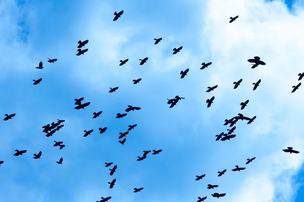 Cuervos — Foto de Stock