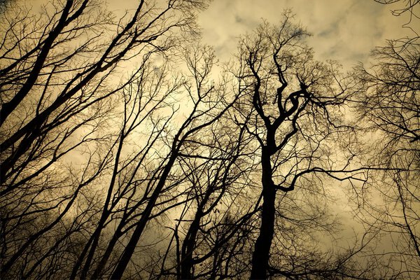 Leafless trees with creepy branches