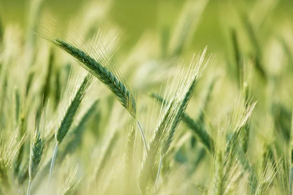 小麦 — 图库照片