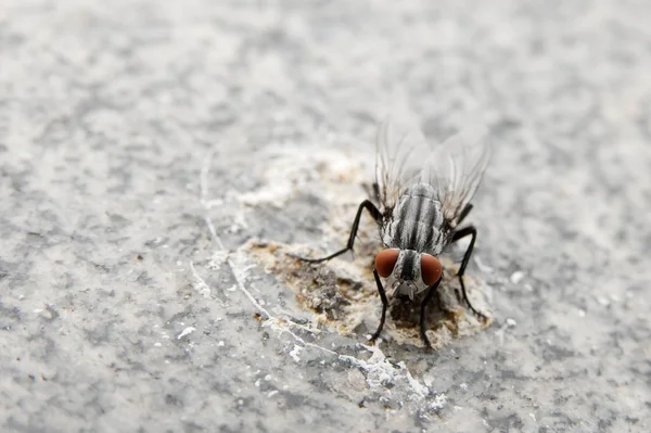 Macro mosca suja — Fotografia de Stock