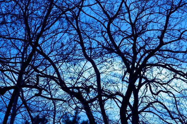 Silhouettes d'arbres — Photo