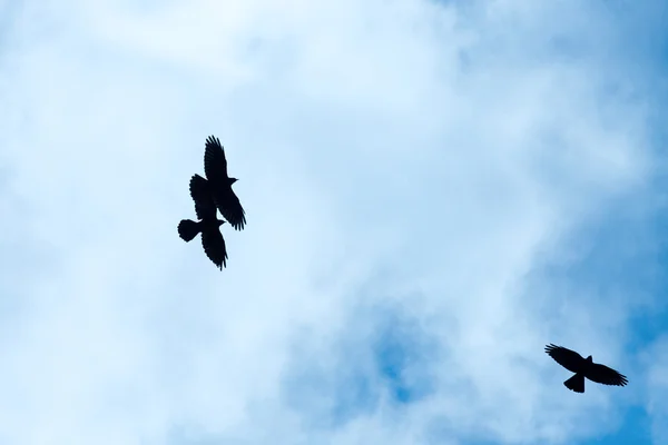 Crows in the sky — Stock Photo, Image