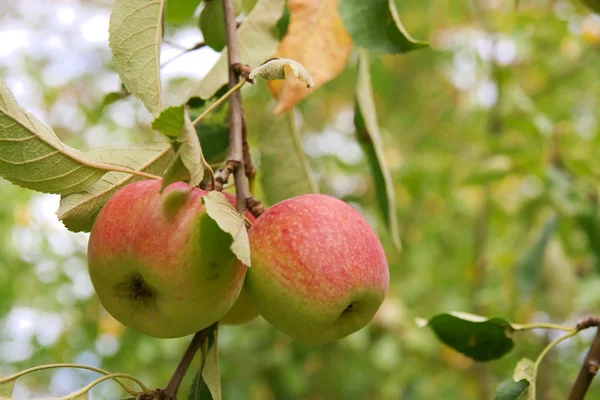 stock image Apples