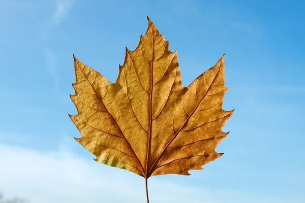 Leaf against sky — Stock Photo, Image