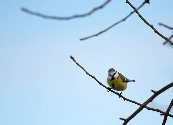 Pássaro no inverno — Fotografia de Stock