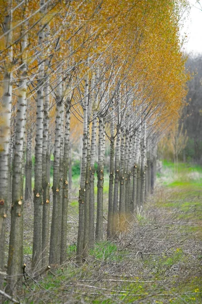 stock image Forest