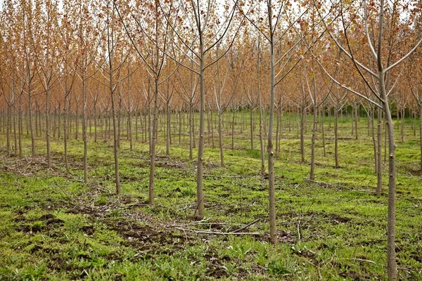 stock image Autumn Woods