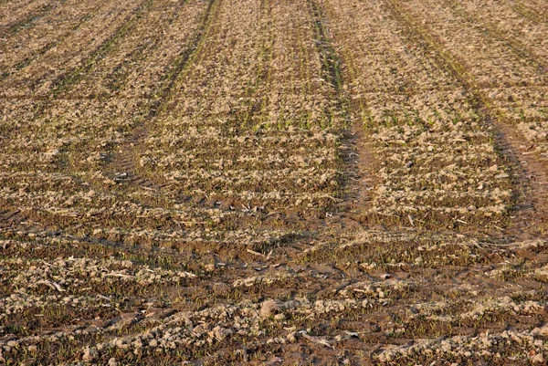 Сельскохозяйственная почва — стоковое фото