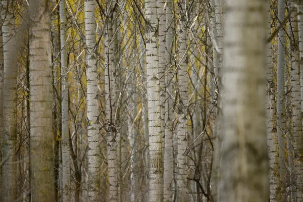Árboles de un bosque —  Fotos de Stock