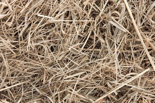 Hay on the ground — Stock Photo, Image