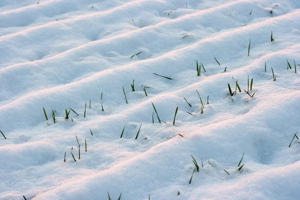Снежное поле — стоковое фото