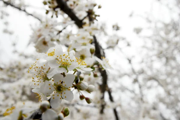 Flores de primavera — Foto de Stock