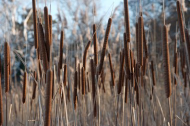 Bulrush clipart