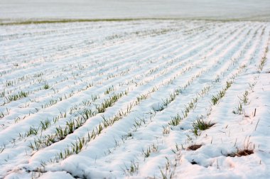 Snowy field clipart