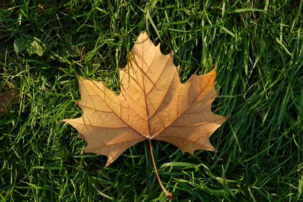 Fallen Leaf — Stock Photo, Image