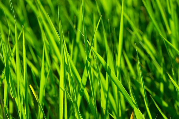 Closeup trávy — Stock fotografie