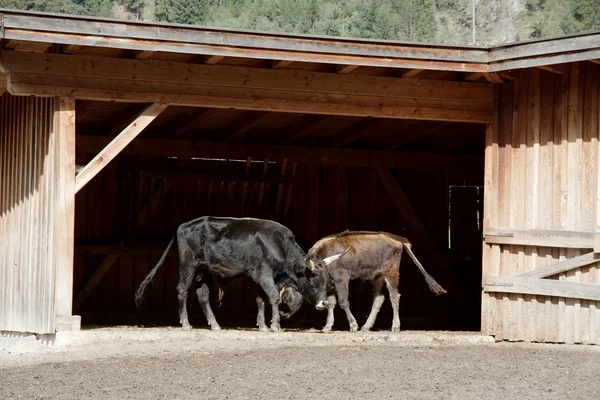 Bulls in a farm — Stock Photo, Image