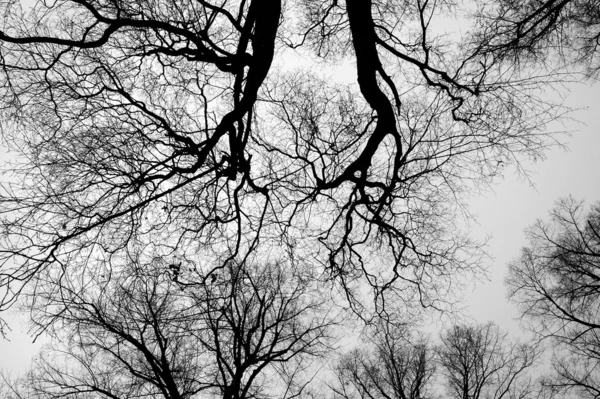 Cime degli alberi — Foto Stock
