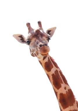 Giraffe clipart