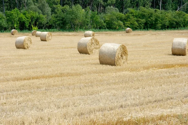 Jordbruksområdet Med Haybails Efter Skörd — Stockfoto