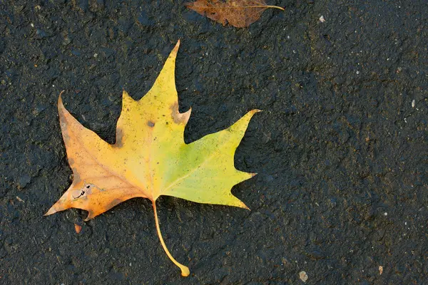 stock image Fallen Leaf