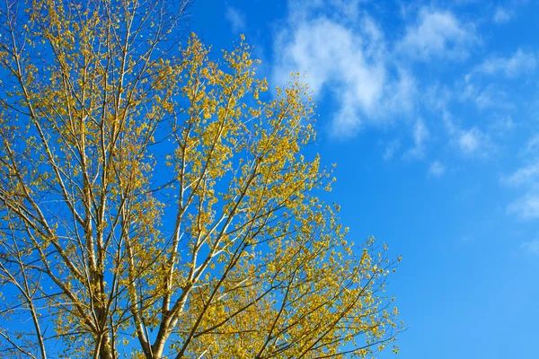 Ağaç ve mavi gökyüzü — Stok fotoğraf