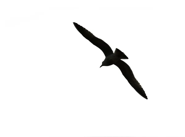 Bird silhouette — Stock Photo, Image