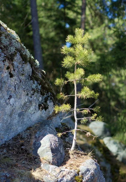 Small Pine Tree Growing Cliff — Stock Photo, Image
