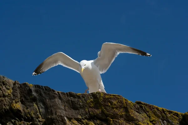 Seagull on a cliff — Stock Photo, Image