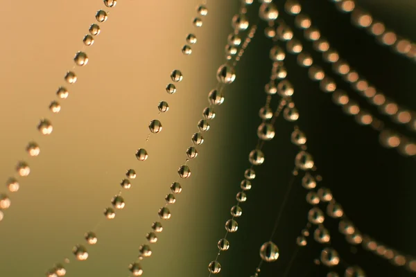 stock image Dew drops on a spider web