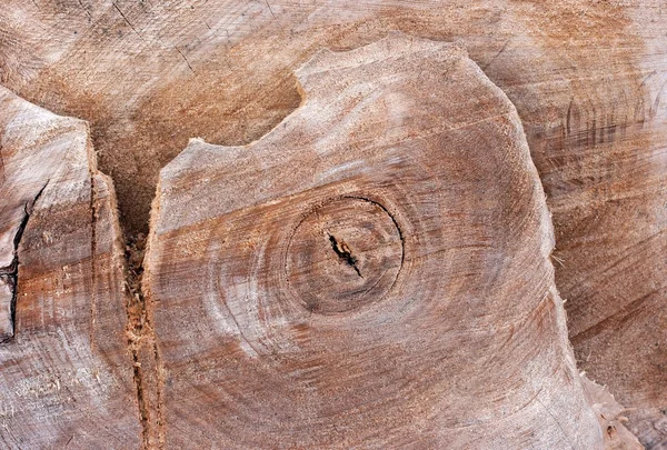 Řez Stromu Kmen Textury — Stock fotografie