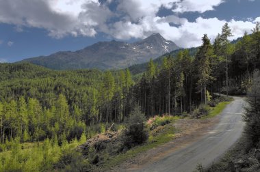 dağ manzarası ile orman ve toprak yol