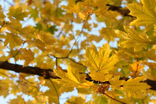 Sonbaharda Bir Ağacın Renkli Yaprakları — Stok fotoğraf