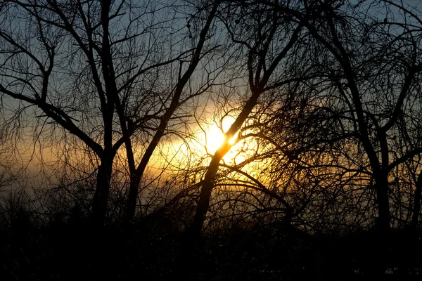 Κλαδιά Γυμνά Δέντρων Κατά Χειμώνα Ηλιοβασίλεμα — Φωτογραφία Αρχείου