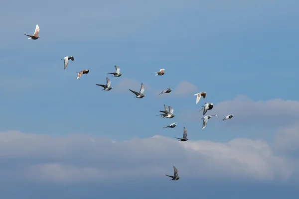 Bandada Aves Volando Cielo — Foto de Stock