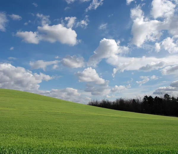 Απέραντο Πράσινο Φόντο Μπλε Ουρανό Και Άσπρα Σύννεφα — Φωτογραφία Αρχείου