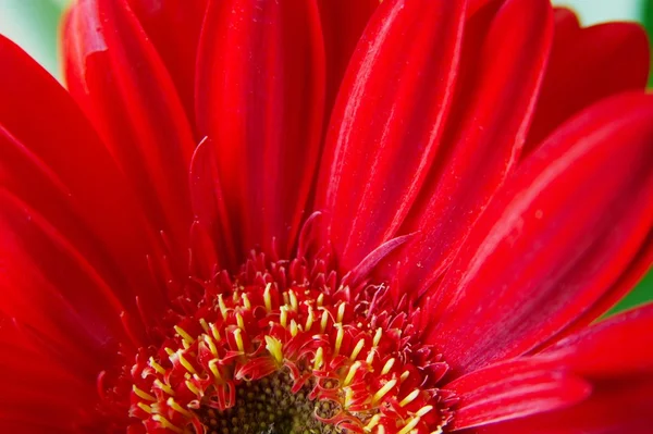 Κόκκινο Λουλούδι Λεπτομερείς Κλείσιμο Μέχρι — Φωτογραφία Αρχείου