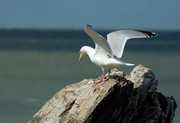 Seagull Fly Cliff — Stock Photo, Image