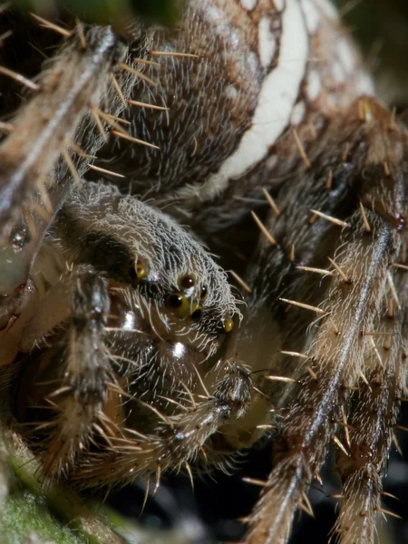 Σταυρό Ακραία Closeup Αράχνη — Φωτογραφία Αρχείου