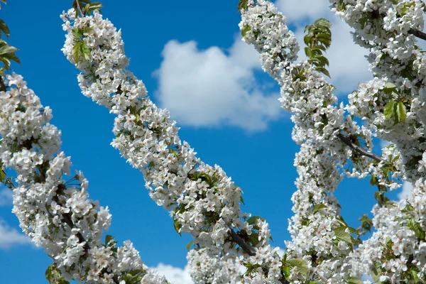 Trädet Blommar Blommor Våren — Stockfoto