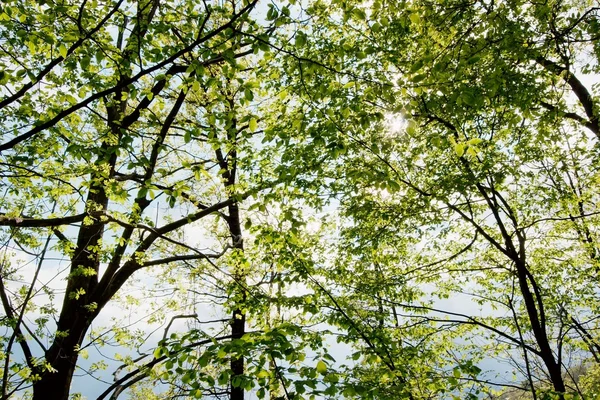 stock image Fresh spring trees in sunlight