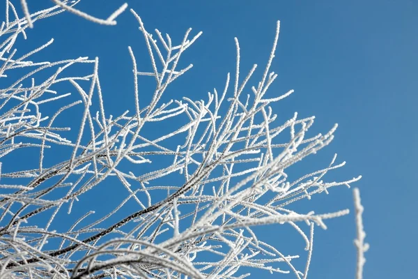 Gałęzie zimowe — Zdjęcie stockowe